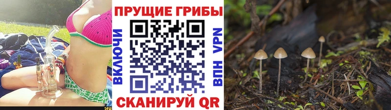 Псилоцибиновые грибы мухоморы blacksprut зеркало Златоуст